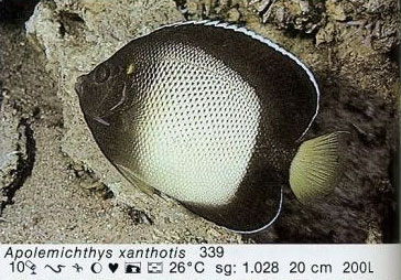 Apolemichthys xanthotis